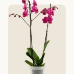 Orkide (Orchid)